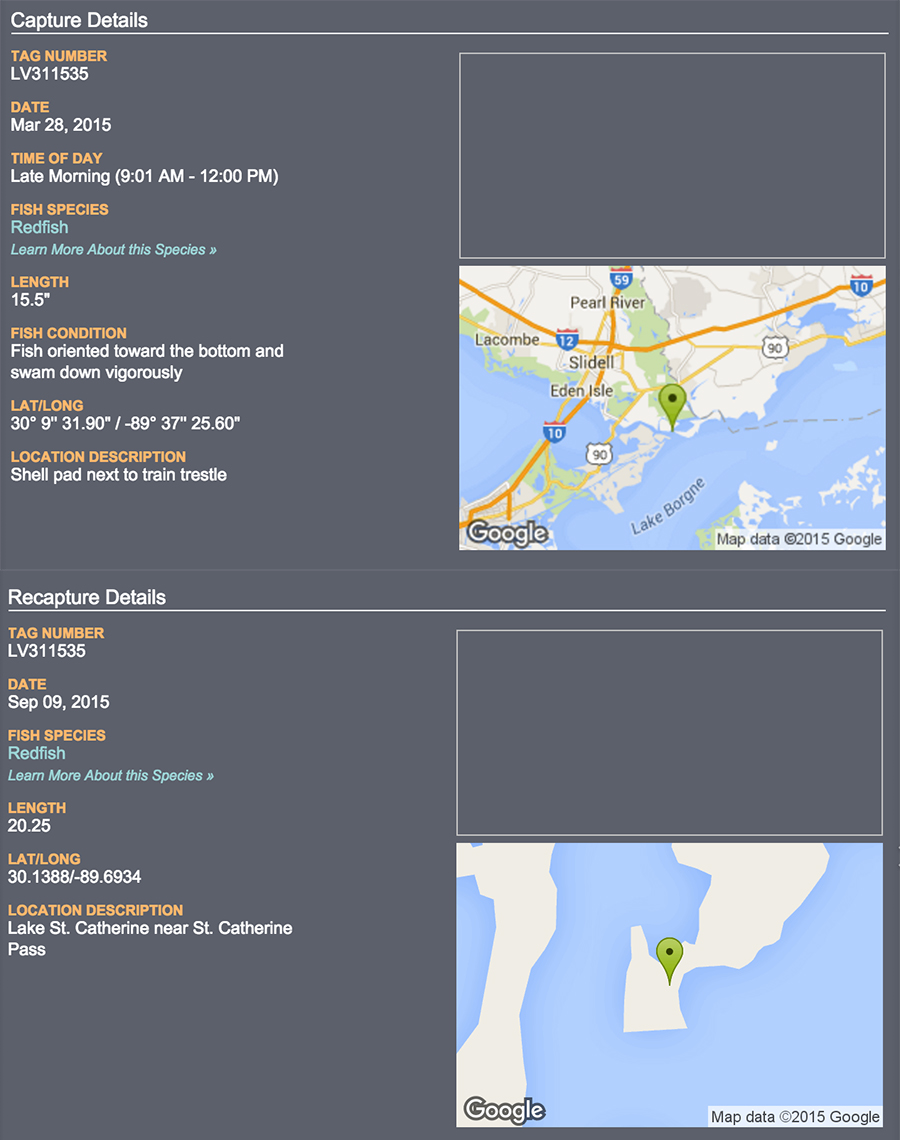 redfish tag louisiana capture tagging recapture