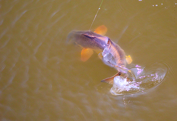 Redfish Fighting Redfish Fighting