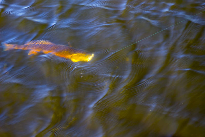 redfish flaring gills eating lure striking