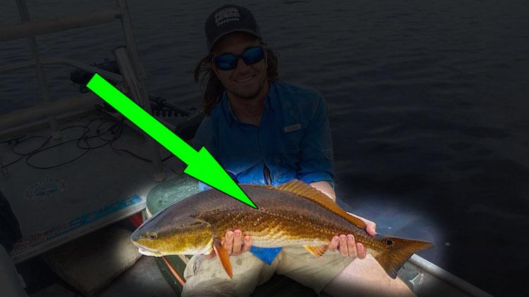 Redfish Lateral Line Redfish Lateral Line