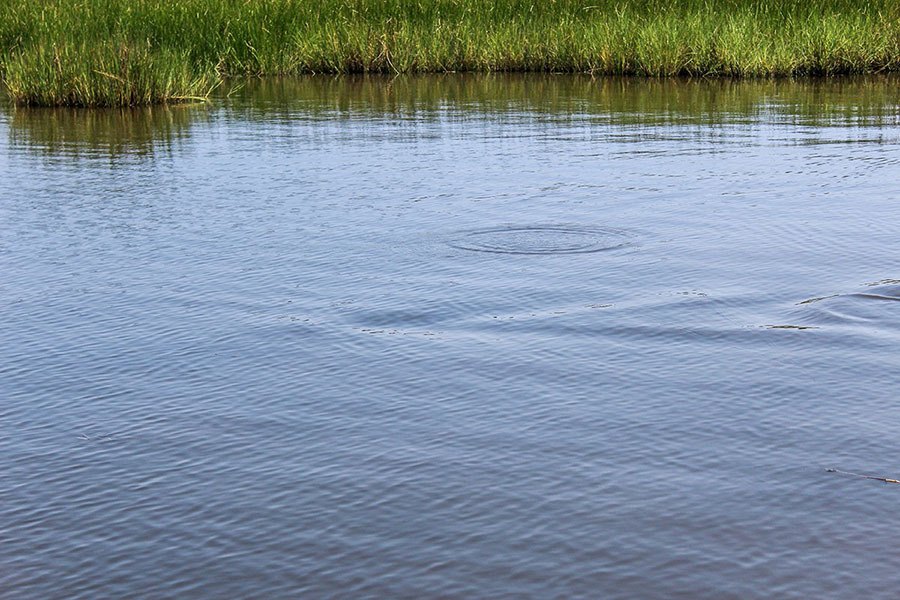 redfish pushing skinny water