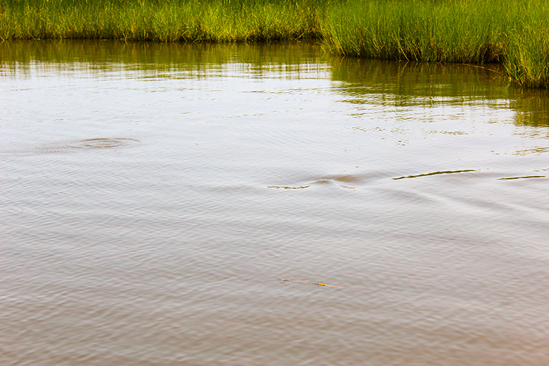 redfish sight cast sightfish pushing shallow water