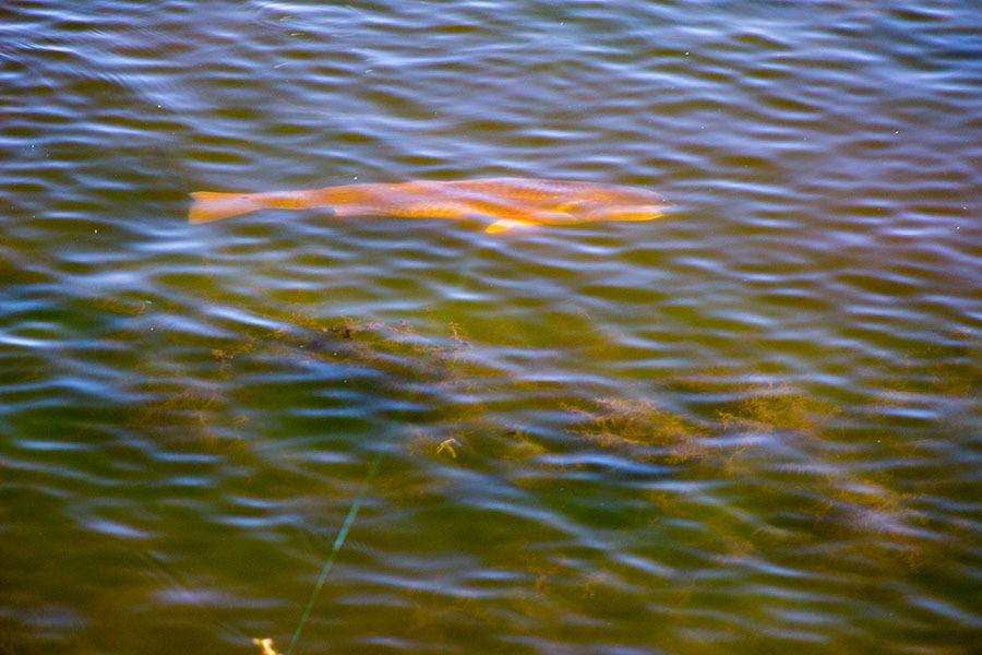 Redfish Underwater