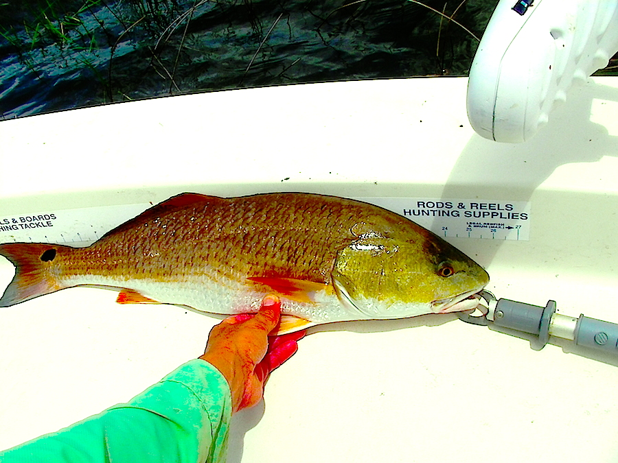 Redfish Louisiana Fishing Blog