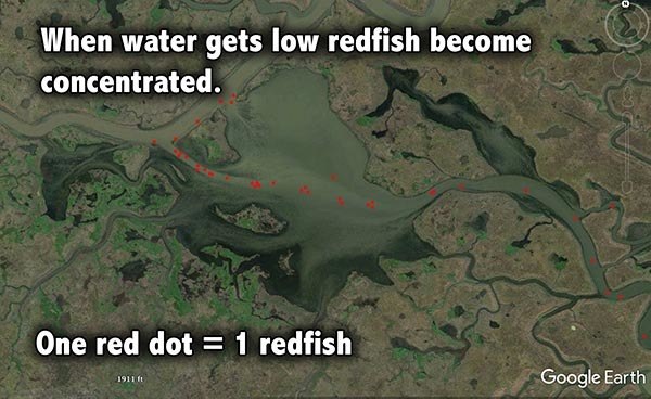 Redfish location low water