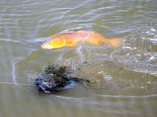 redfish aquatic grass hydrilla milfoil