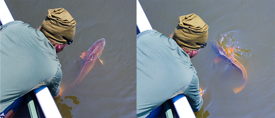 releasing redfish into the water