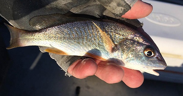 Popular Croaker Bait Thrives at Hatchery