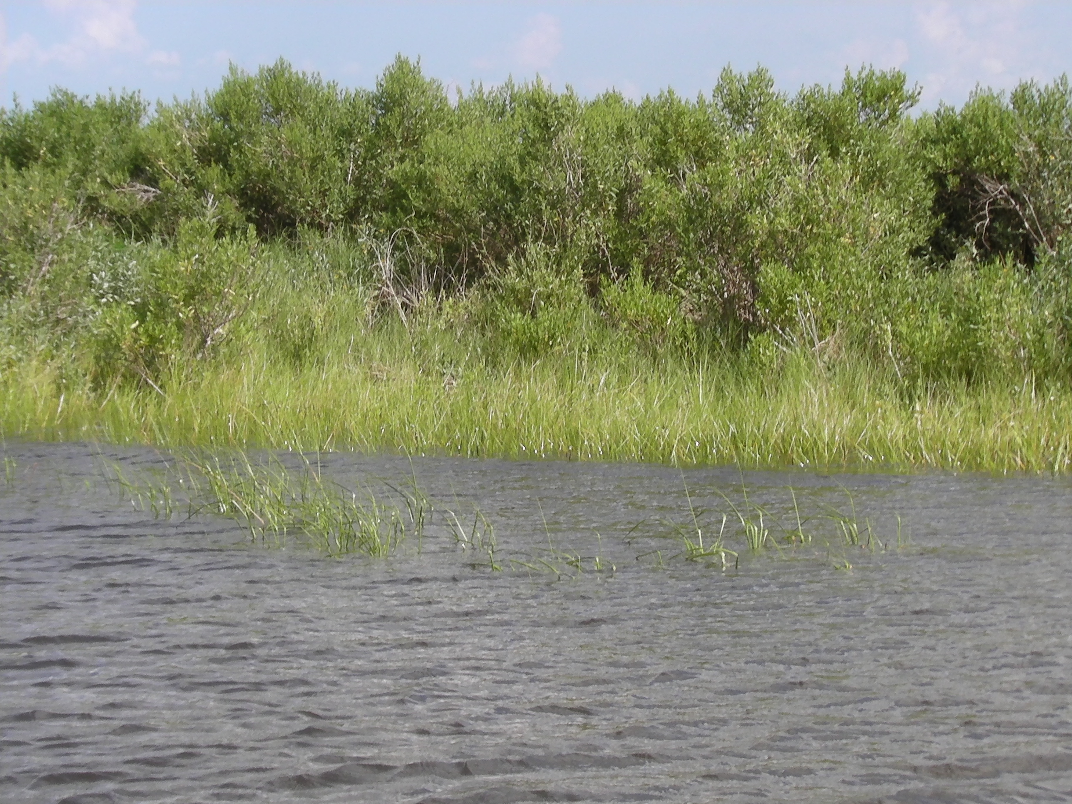 grass oyster spartina redfish flooded flood high water tide