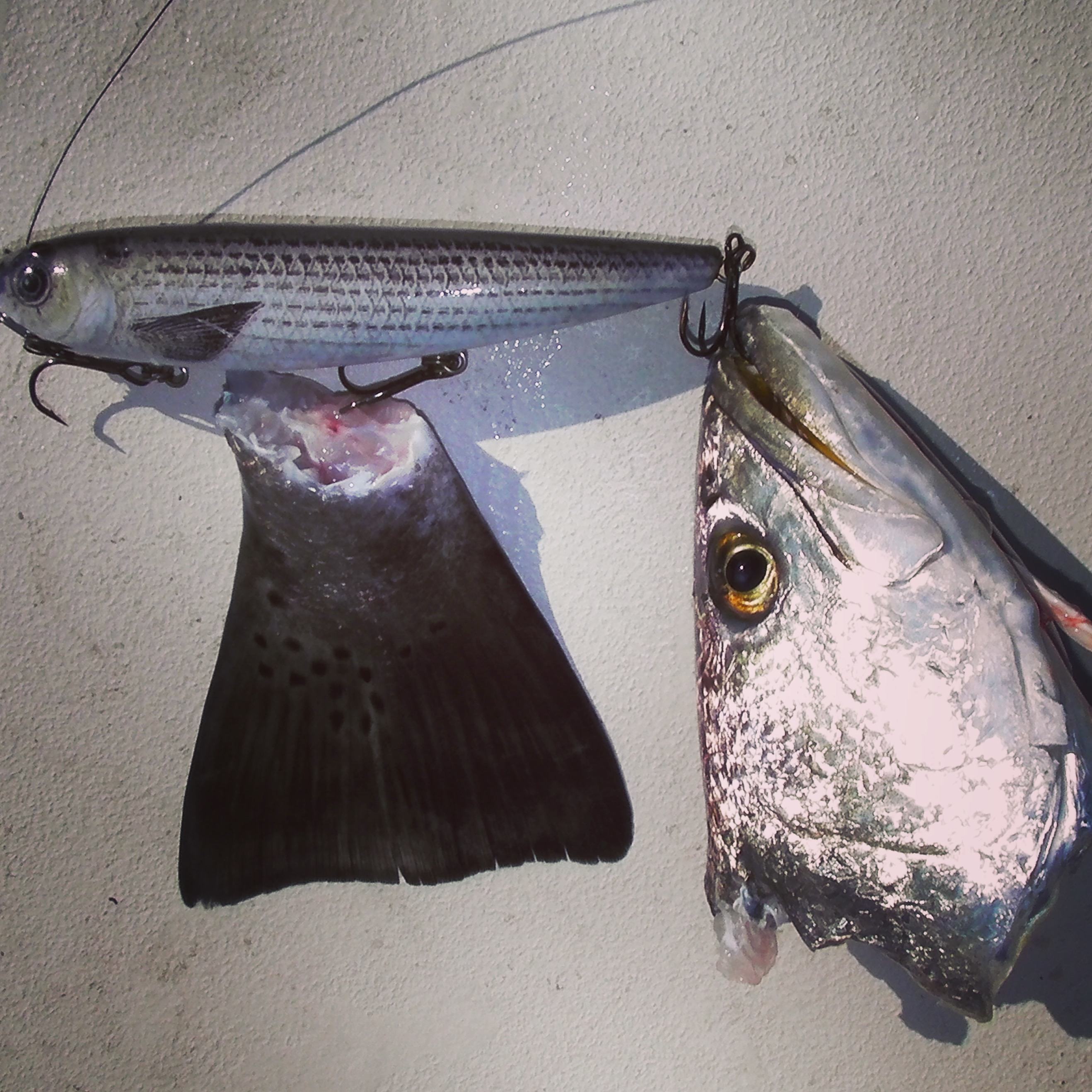 Shark Attacks Speckled Trout Shark Attacks Speckled Trout
