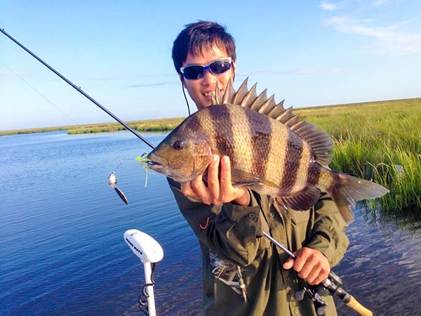 Sheepshead-caught-on-Spinnerbait-1