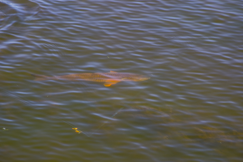 sight casting redfish