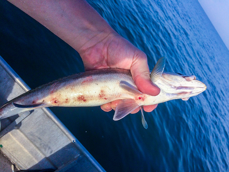 Speckled Trout Belly Sores