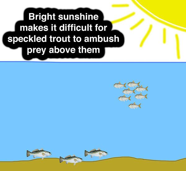 Speckled Trout Sunshine and Menhaden Speckled Trout Love Overcast Weather