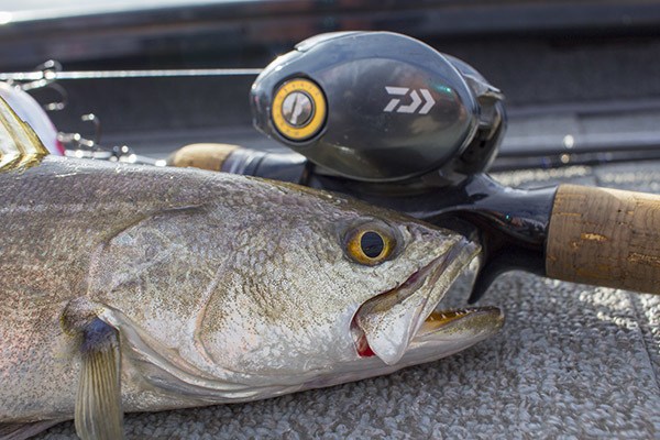 Speckled Trout and Daiwa Tatula SV