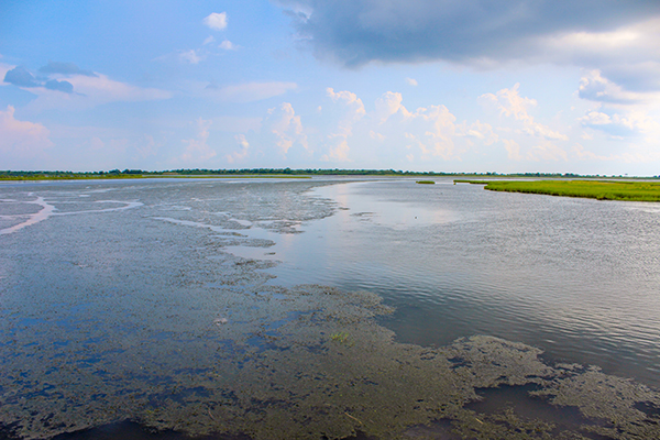 Thick Grass Mats for Redfish