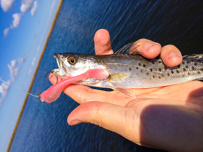 Tiny Speckled Trout small speckled trout