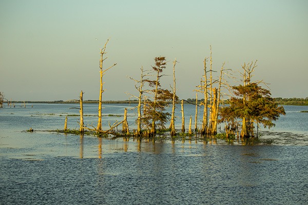 Venice Cypress Trees