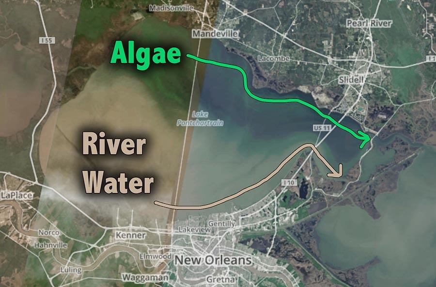 algae bloom direction