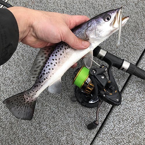 barely legal speckled trout