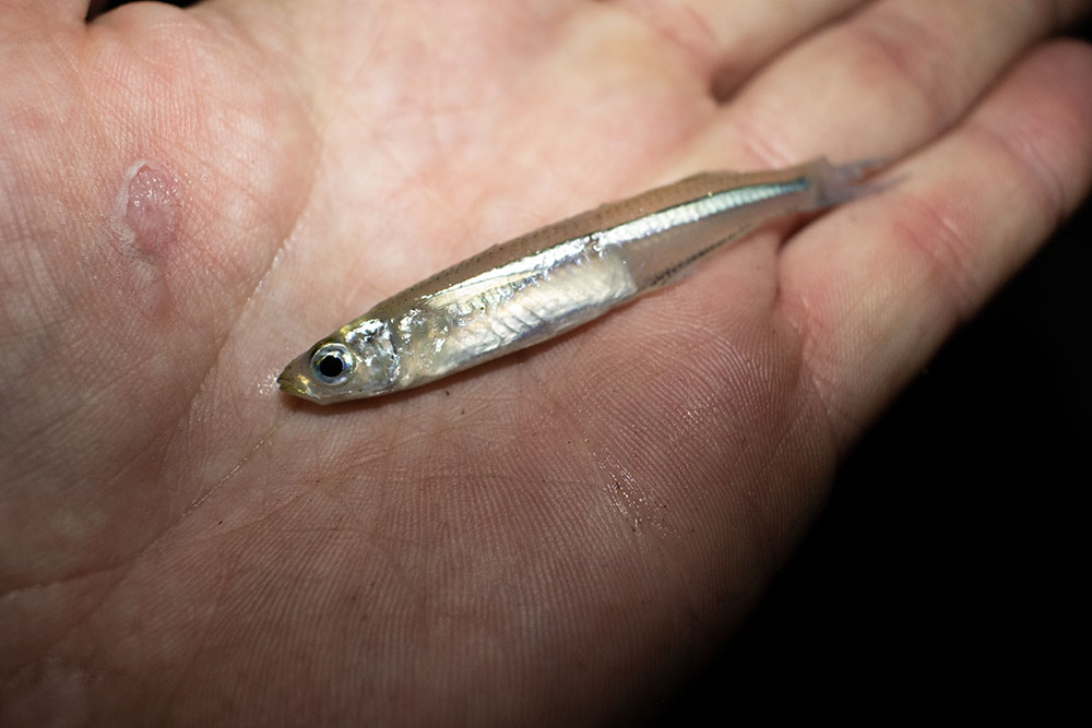 bay anchovy