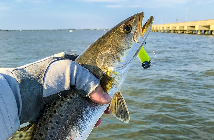 trestles speckled trout