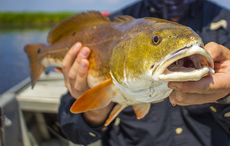 best tackle for the redfish jubilee