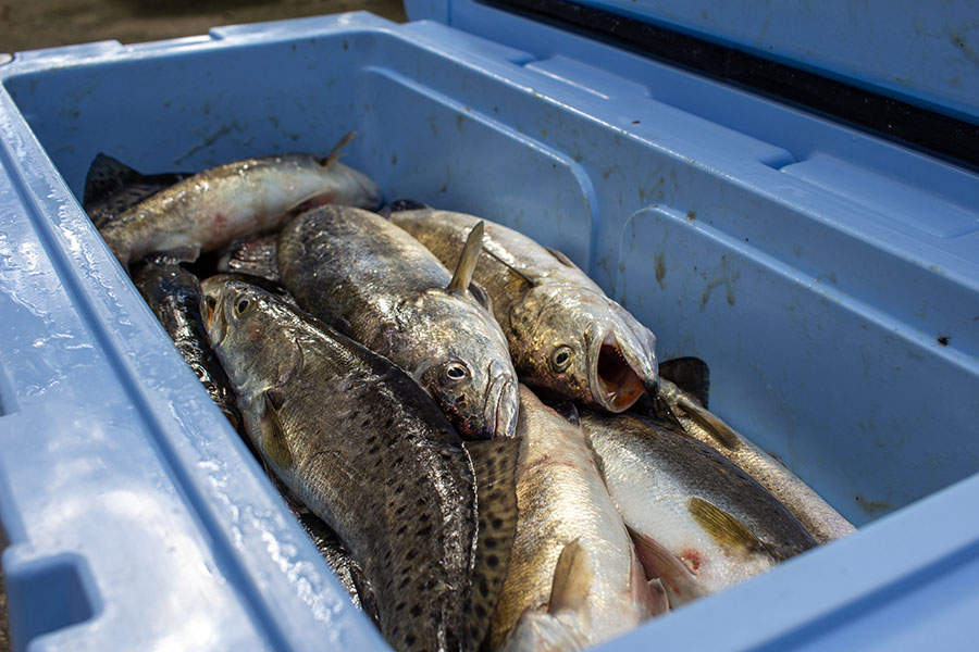 box of winter speckled trout box of winter speckled trout