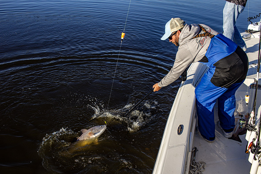 catching using easy method to catch redfish catching using easy method to catch redfish