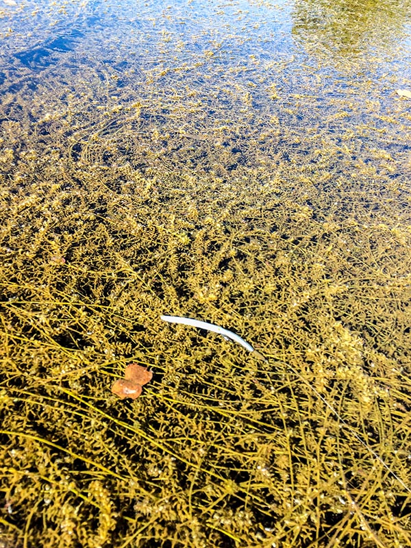 chickamauga grass mat