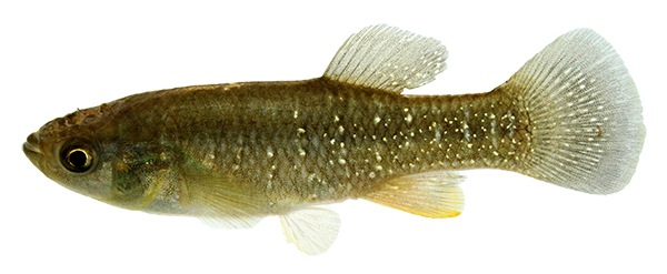 cocahoe minnow