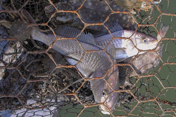 croakers in crab trap