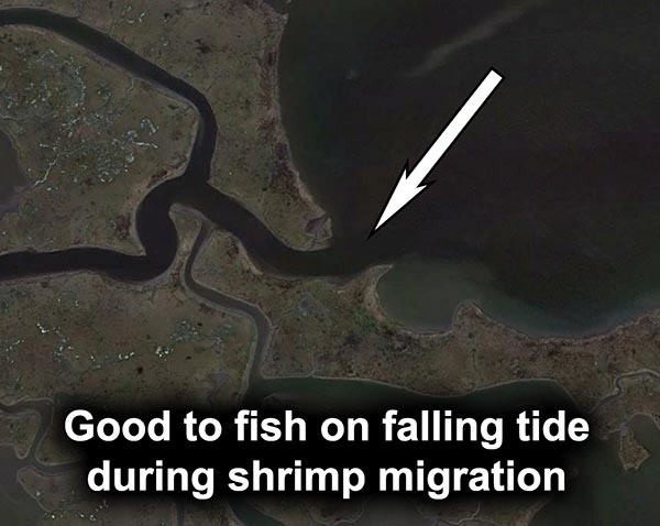 crooked bayou shrimp migration falling tide