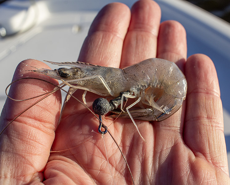dead shrimp on jighead most easy method to catch redfish dead shrimp on jighead most easy method to catch redfish