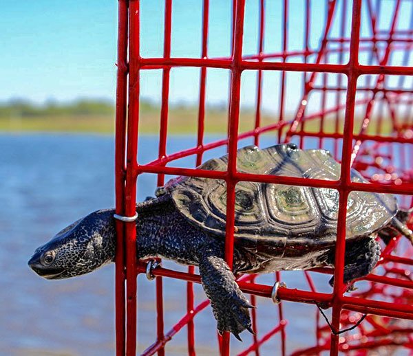 diamonback terrapin in ghost pot