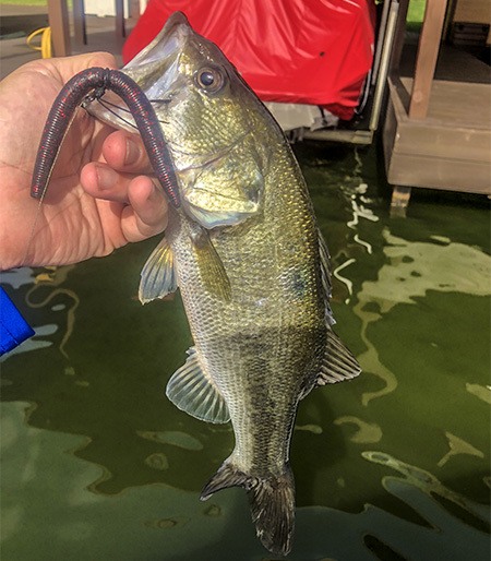 dingleberry bass