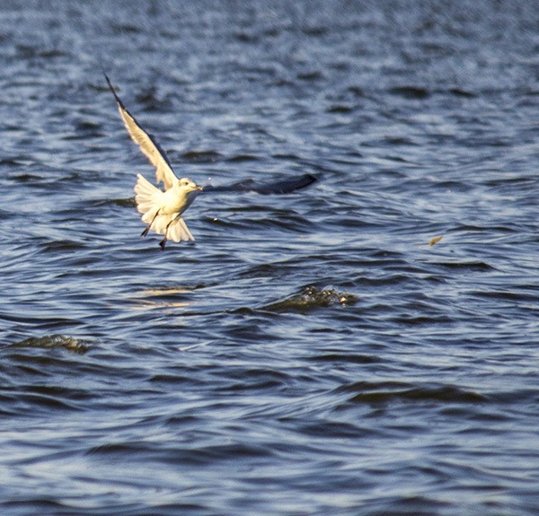 crevette blanche mouette plongeante