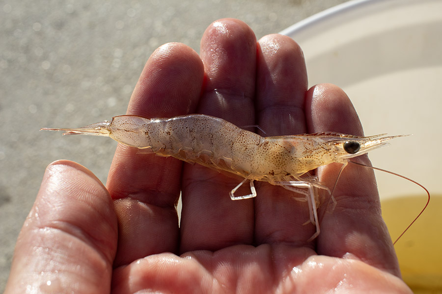 fall white shrimp