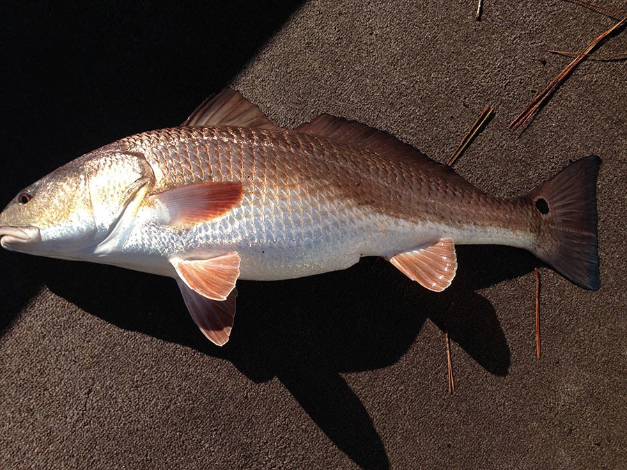 fat redfish