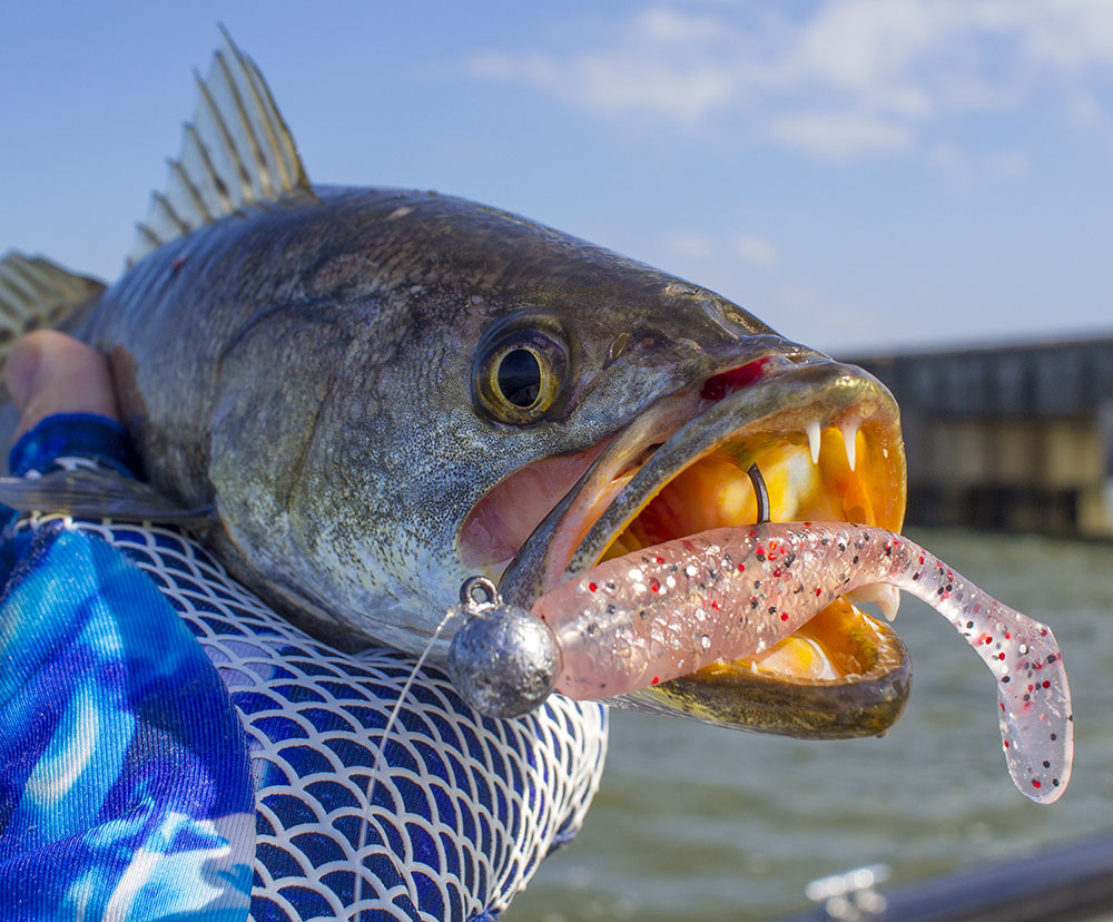 How To Catch Redfish With Spoons (Best Retrieve, Conditions, & Colors)