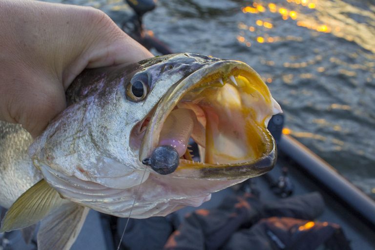 My Favorite Soft Plastic Color When Fishing Speckled Trout