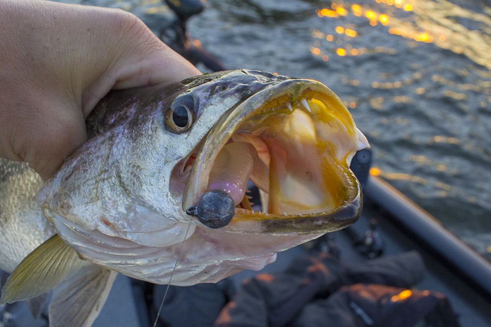 Why Did Trout Prefer This Lure Color Change? - Louisiana Fishing Blog