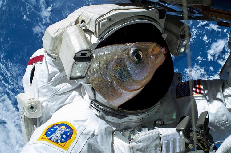 first fish in outer space