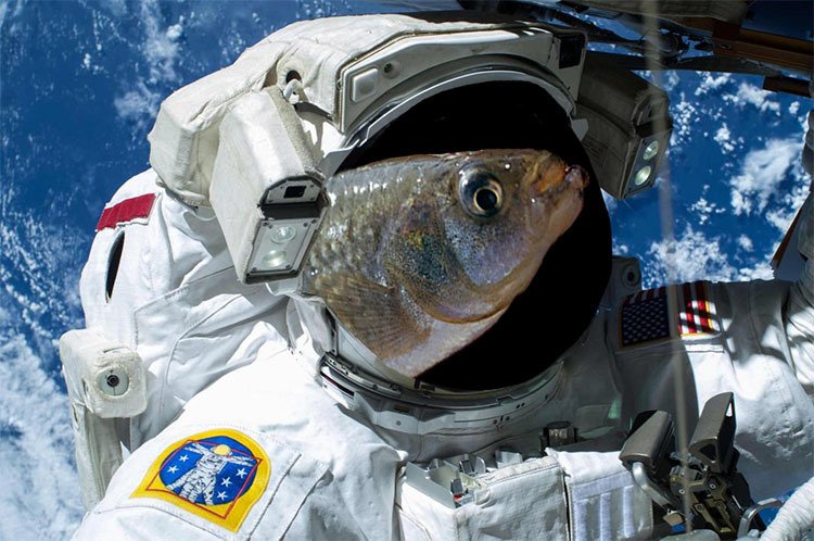 first fish in outer space first fish in outer space