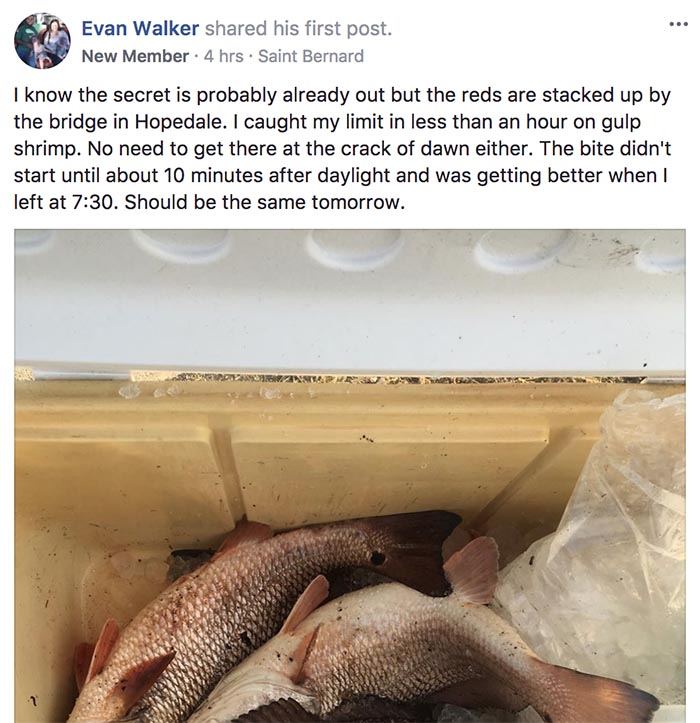 fish report 1
