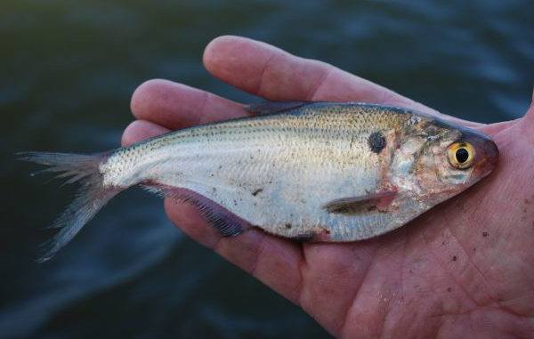 gizzard shad