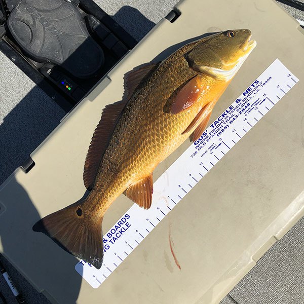 gold orange redfish