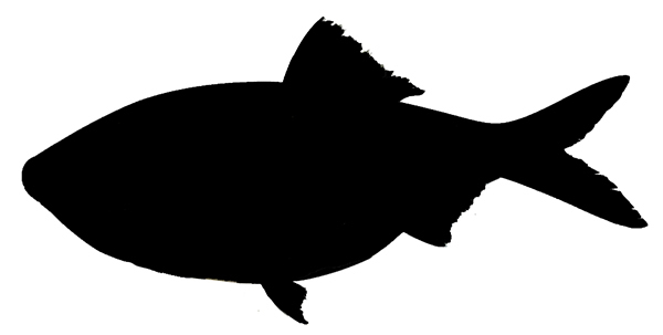 gulf menhaden pogie profile