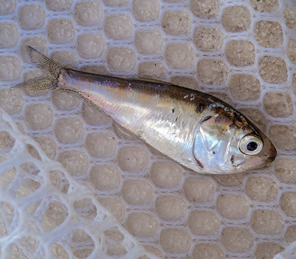 gulf menhaden