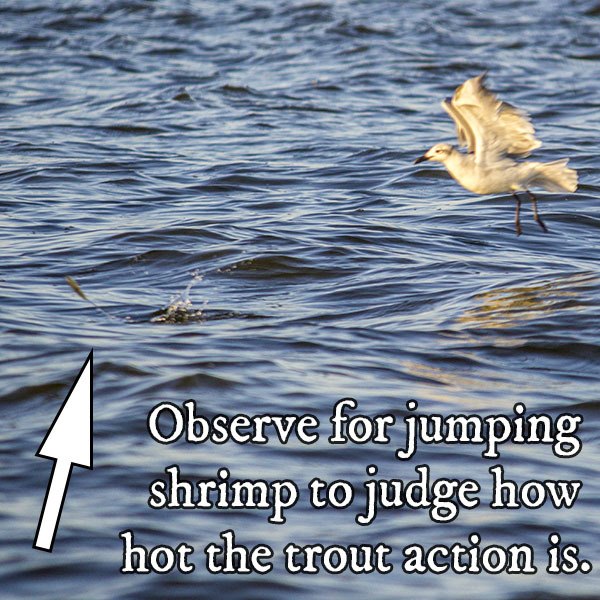 jumping shrimp diving birds